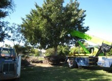 Kwikfynd Tree Management Services
milford