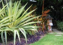Kwikfynd Tropical Landscaping
milford