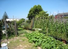 Kwikfynd Vegetable Gardens
milford